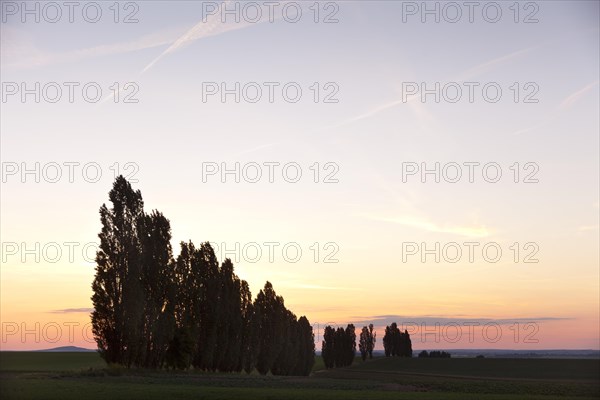 Poplars (Populus) in the backlight