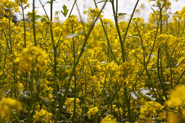 Yellow flowering rapeseed field (Brassica napus)