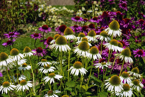 White Coneflower (Echinacea purpurea 'Alba') in front of Purple Coneflower (Echinacea purpurea)