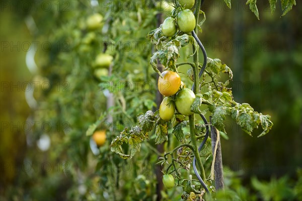 Tomato plants