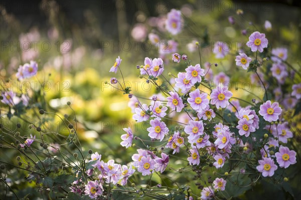 Japanese Anemone 'Pamina' (Anemone hupehensis var. japonica 'Pamina')