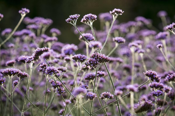 Purpletop Vervain