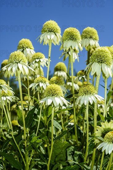 White Coneflower (Echinacea purpurea 'Alba')