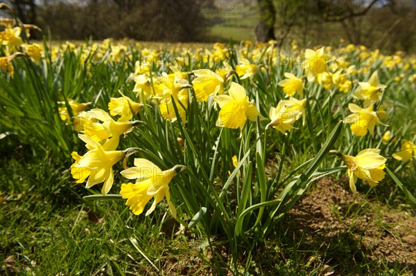 Wild daffodil or Lent lily (Narcissus pseudonarcissus) at Farndale