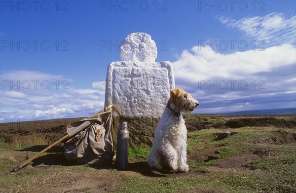 Fox Terrier at Fat Bessy's Cross