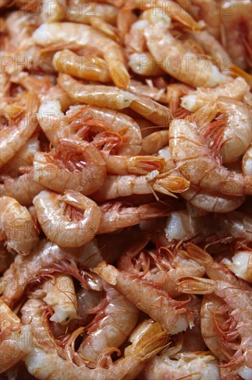 Fresh prawns