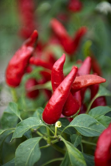 Chilis growing at Kalocsa