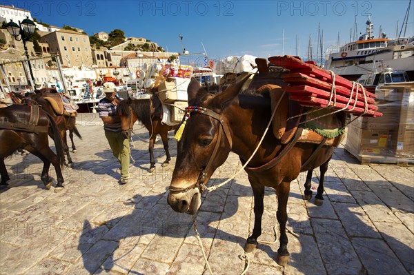 Pack ponies waiting to be loaded with goods on Hydra