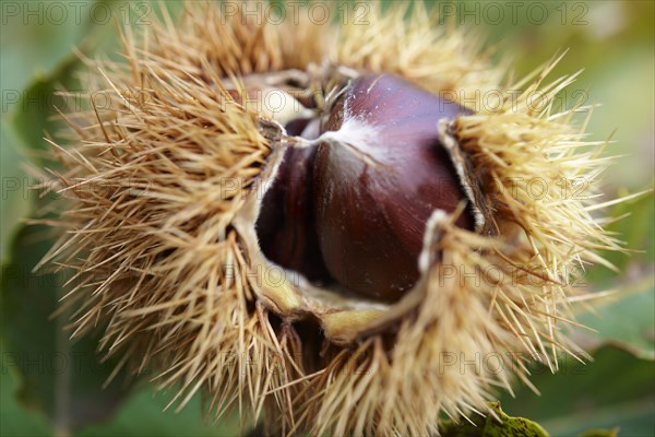 Fresh organic Chestnuts (Castanea sativa)