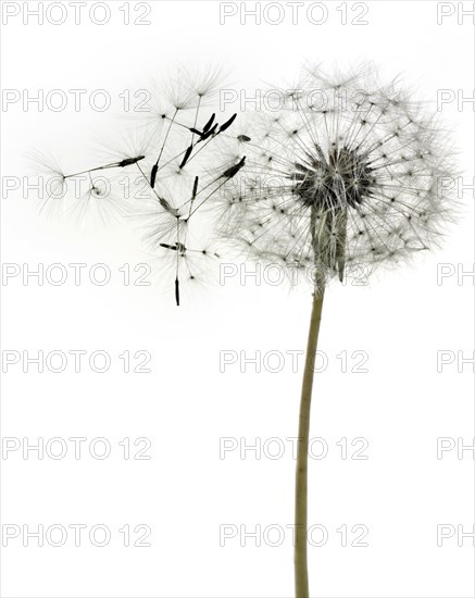 Dandelion clock