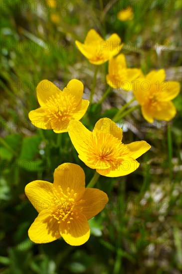 Alpine Marsh Marigolds (Caltha palustris)