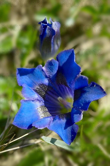 Trumpet Gentian (Gentiana acaulis)