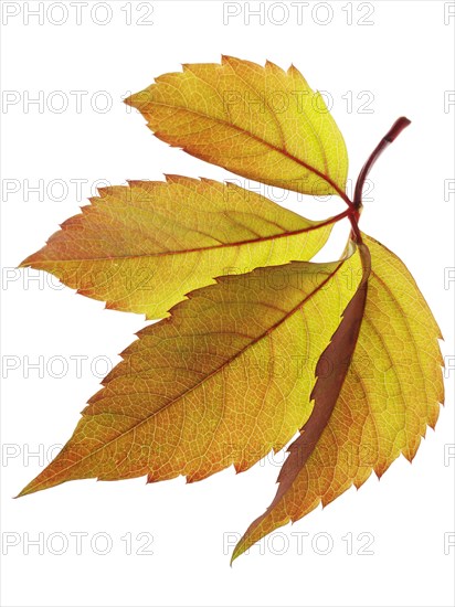 Autumn leaf