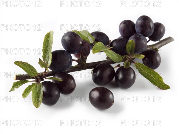 Fresh sloe berries