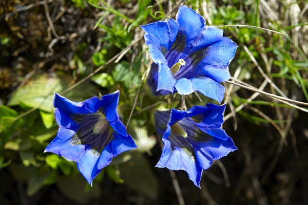 Trumpet Gentian (Gentiana acaulis)