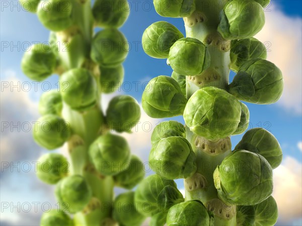 Brussel Sprouts growing