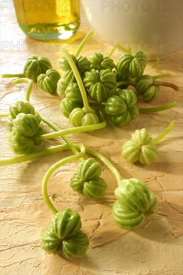 Fresh garden nasturtium seeds (Tropaeolum majus)