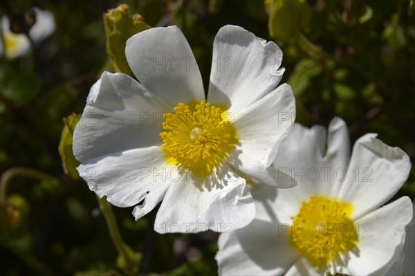 Wild white Rose flowers (Rosa sp.)