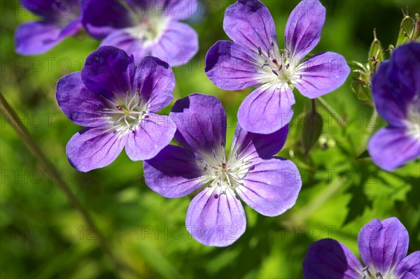 Alpine Wood Cranesbill (Geranium sylvaticum)