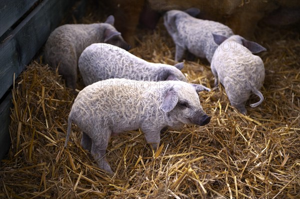 Mangalitza