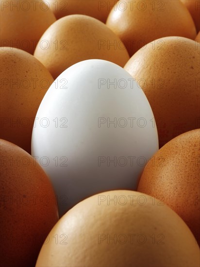 Fresh eggs