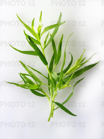 Fresh Tarragon leaves