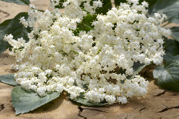 Elderflowers (Sambucus sp.)