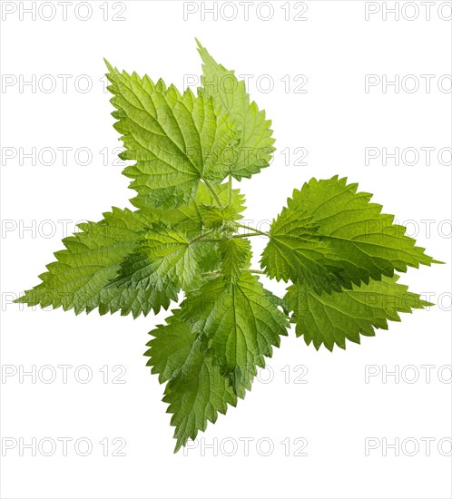 Stinging nettle leaves