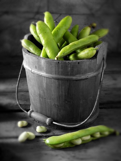 Fresh broad beans in the pod