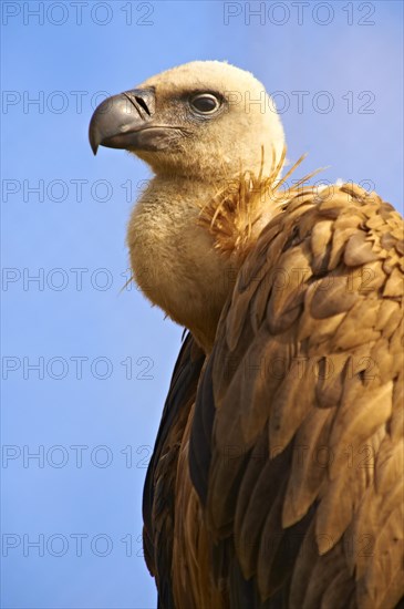 Griffon Vulture (Gyps fulvus)