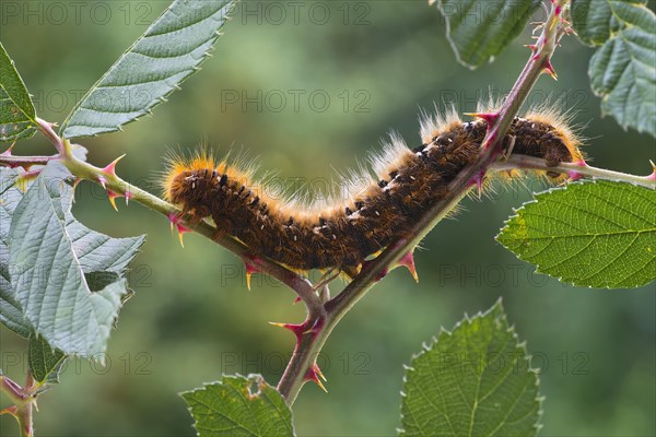 Caterpillar of an Oak Eggar Moth (Lasiocampa quercus)