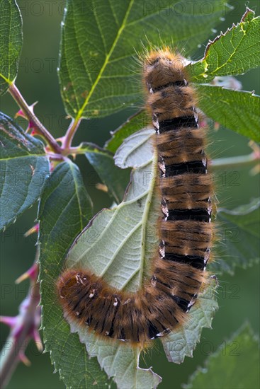 Caterpillar of an Oak Eggar Moth (Lasiocampa quercus)