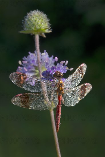 Banded Darter (Sympetrum pedemontanum)