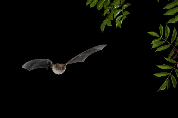 Long-fingered Bat (Myotis capaccinii) in flight