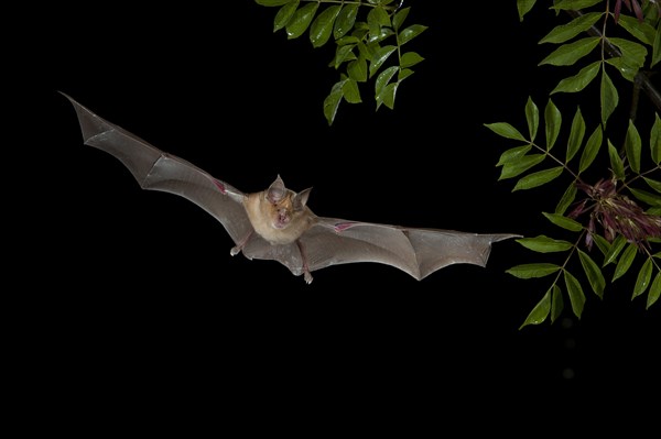 Greater Horseshoe Bat (Rhinolophus ferrumequinum) in flight