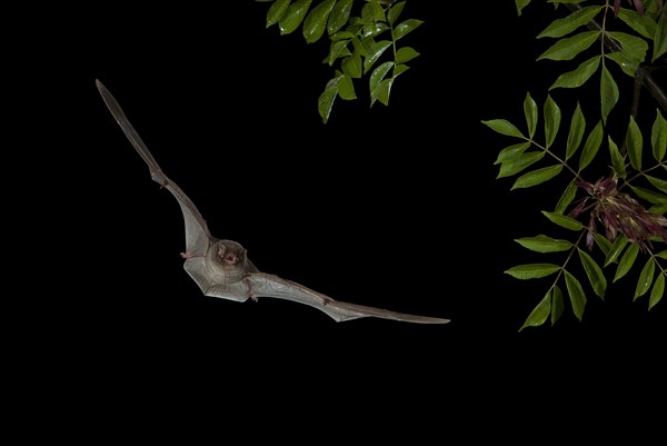 Schreiber's Bent-winged Bat (Miniopterus scheibersii) in flight