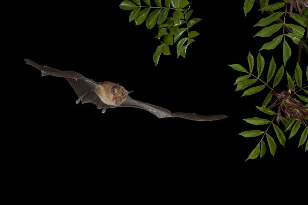 Greater Horseshoe Bat (Rhinolophus ferrumequinum) in flight