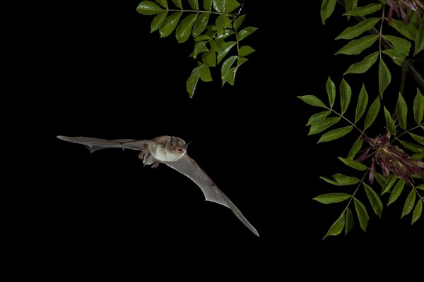 Long-fingered Bat (Myotis capaccinii) in flight