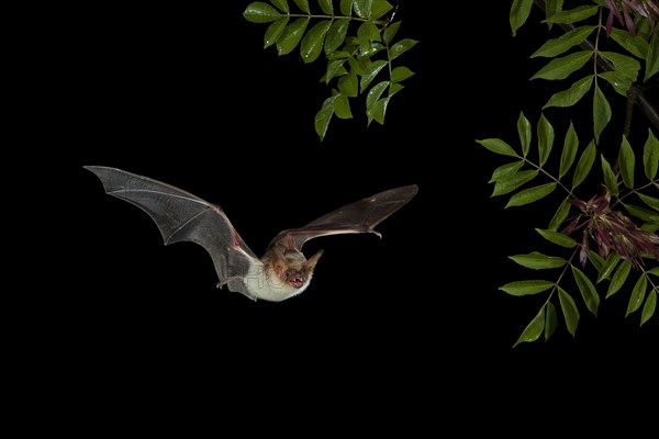 Greater Mouse-eared Bat (Myotis myotis) in flight