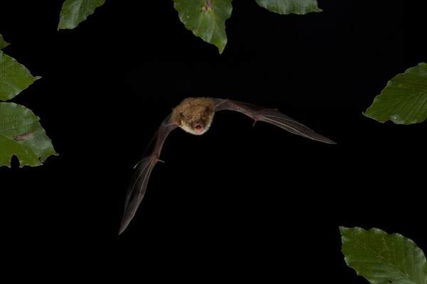 Natterer's Bat (Myotis nattereri) in flight