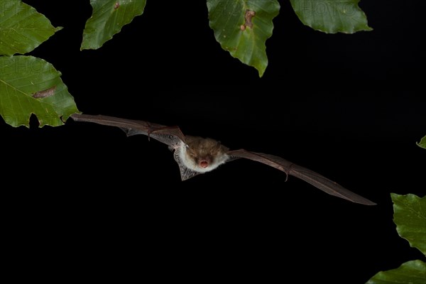 Natterer's Bat (Myotis nattereri) in flight