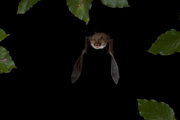 Natterer's Bat (Myotis nattereri) in flight