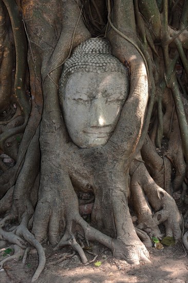 Sandstone head of a Buddha statue