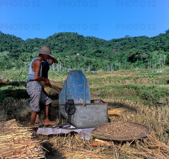 Workers in a field bundling straw