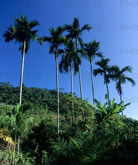 Palm grove