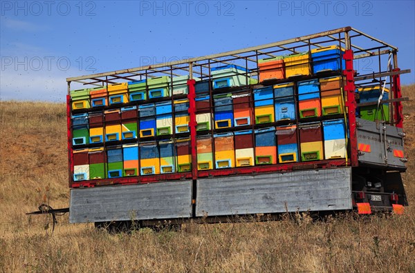 Trailer with bee hives