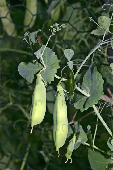 Pea pods growing on a plant