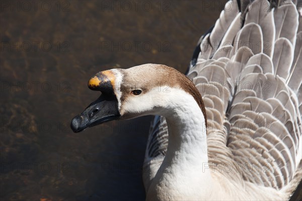 Swan Goose (Anser cygnoides)