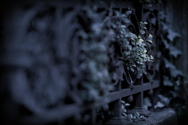 Ivy (Hedera helix) with fence