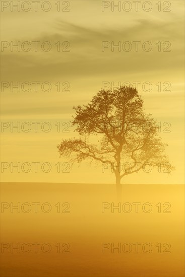 English Oak or Pedunculate Oak (Quercus robur